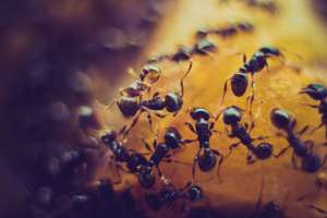 ants